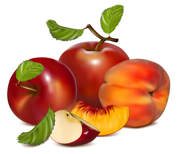 free vector Realistic vector fruits